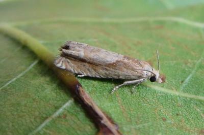 <i>Eucosma conterminana</i>