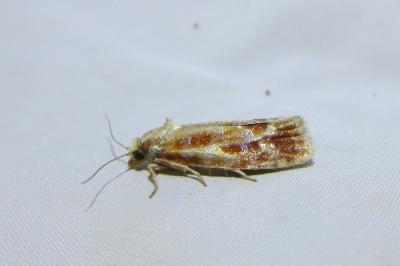 <i>Rhyacionia buoliana</i>