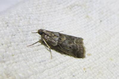 <i>Acrobasis consociella</i>