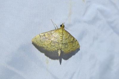 <i>Anania verbascalis</i>