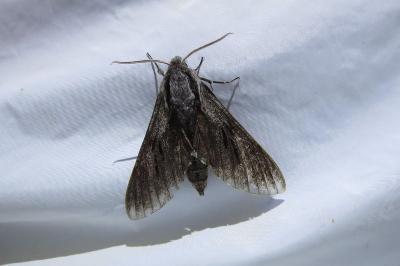 <i>Hyloicus maurorum/pinastri</i>