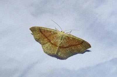 <i>Cyclophora punctaria</i>