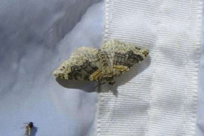 <i>Xanthorhoe ferrugata</i>