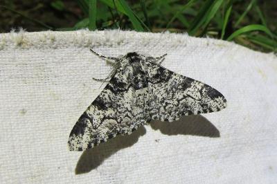 <i>Biston betularia</i>