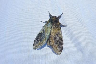 <i>Notodonta tritophus</i>