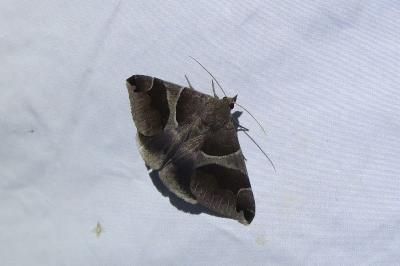 <i>Dysgonia algira</i>