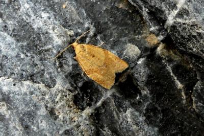 <i>Clepsis consimilana</i>