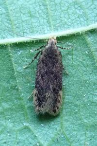 <i>Bryotropha</i>