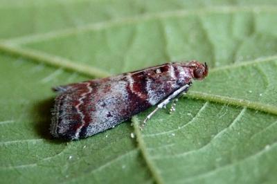 <i>Acrobasis advenella</i>