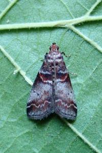 <i>Acrobasis advenella</i>