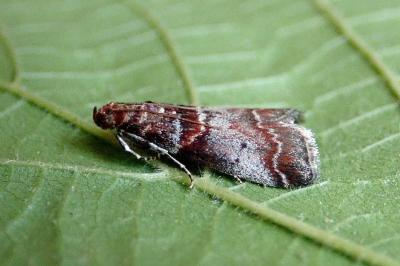 <i>Acrobasis advenella</i>