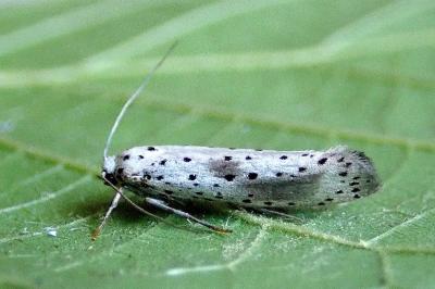 <i>Yponomeuta irrorella</i>