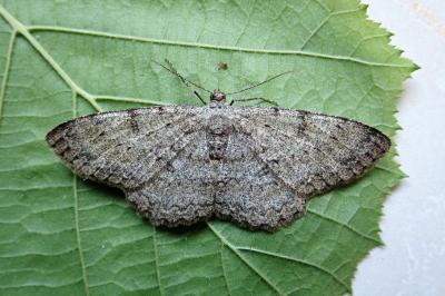 <i>Hypomecis punctinalis</i>