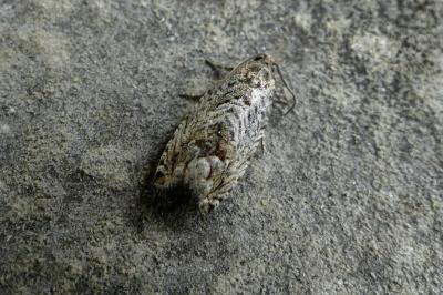 <i>Cydia fagiglandana</i>