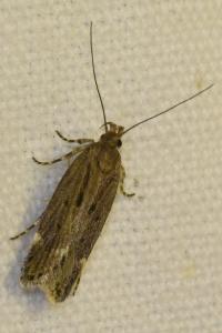 <i>Aroga velocella</i>