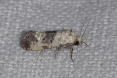 Cochylis posterana