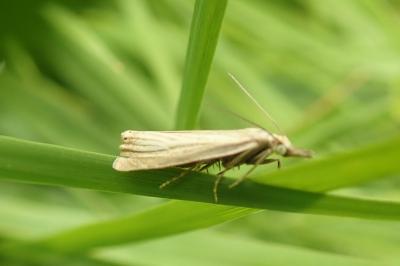 <i>Chrysoteuchia culmella</i>