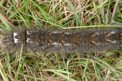 Gastropacha quercifolia