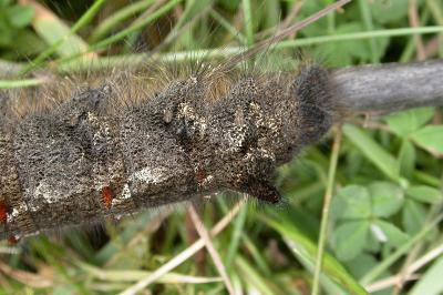<i>Gastropacha quercifolia</i>