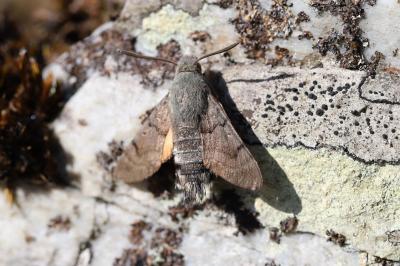 <i>Macroglossum stellatarum</i>