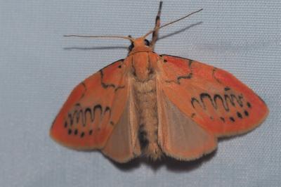 <i>Miltochrista miniata</i>