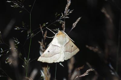 <i>Crocallis elinguaria</i>