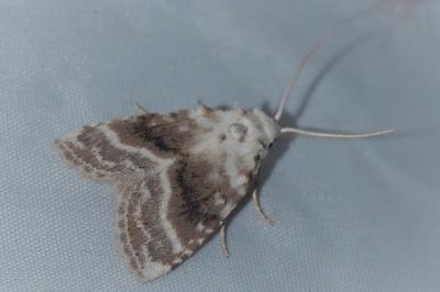 <i>Meganola albula</i>