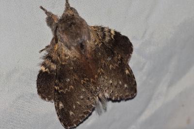 <i>Stauropus fagi</i>