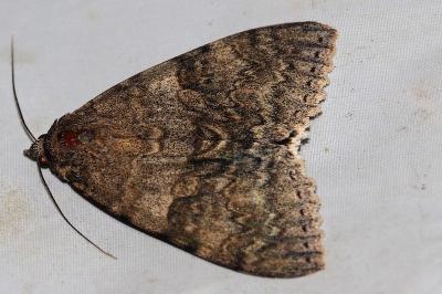 <i>Catocala nupta</i>