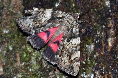 <i>Catocala promissa</i>