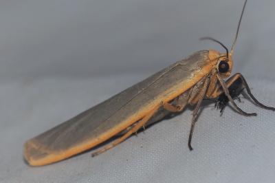 <i>Manulea complana</i>