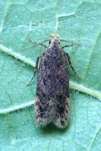<i>Bryotropha</i>