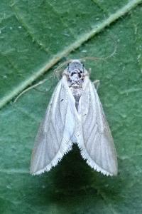 <i>Acentria ephemerella</i>