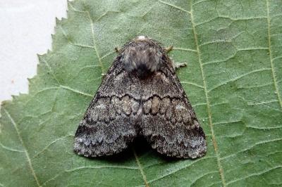 <i>Gluphisia crenata</i>