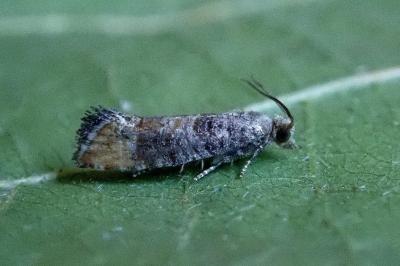 <i>Clavigesta purdeyi</i>