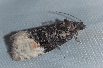 <i>Apotomis betuletana</i>