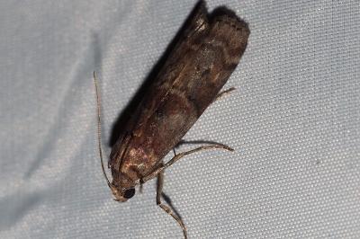 <i>Phycita roborella</i>