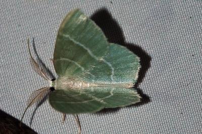 <i>Jodis lactearia</i>
