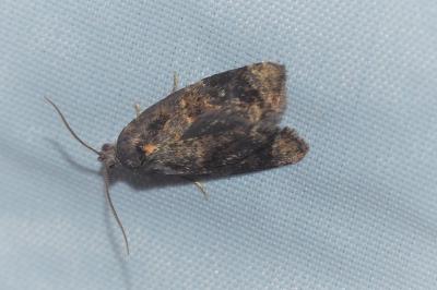 <i>Ditula angustiorana</i>