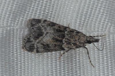 <i>Eudonia mercurella</i>