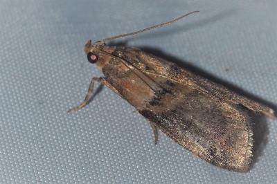<i>Acrobasis repandana</i>