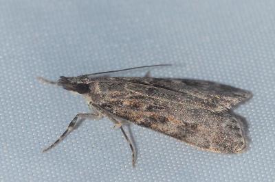 <i>Eudonia angustea</i>