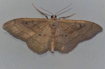 <i>Idaea rubraria</i>