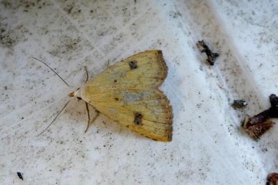 <i>Rivula sericealis</i>