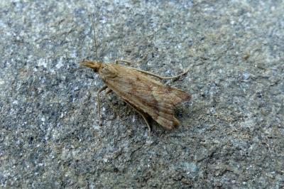 <i>Synaphe punctalis</i>