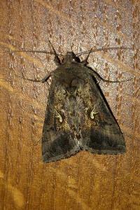 <i>Autographa gamma</i>