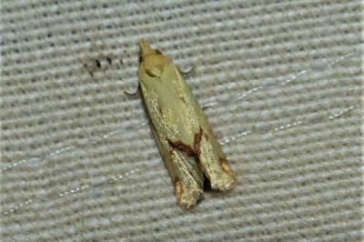 <i>Agapeta hamana</i>