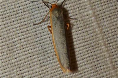 <i>Manulea complana</i>
