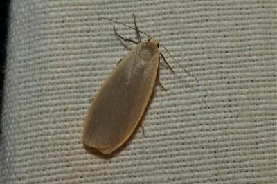 <i>Collita griseola</i>