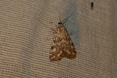 <i>Elophila nymphaeata</i>
